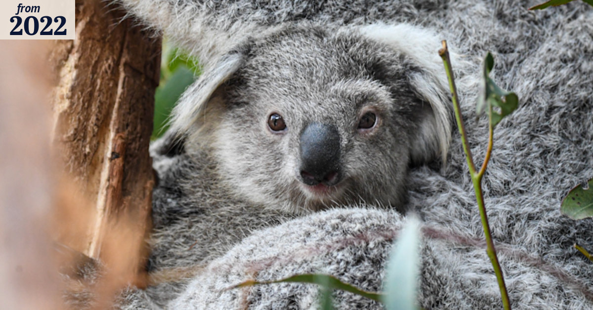 その他 THE KOALA: A Natural History Amazon.com: Koala: A Natural History and an Uncertain Future